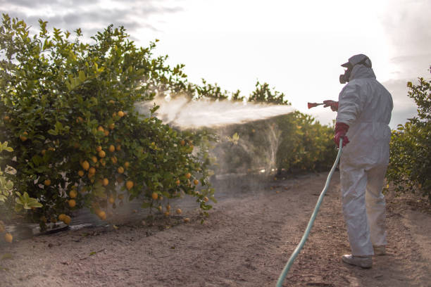 Wasp Removal Services in Derby, CO