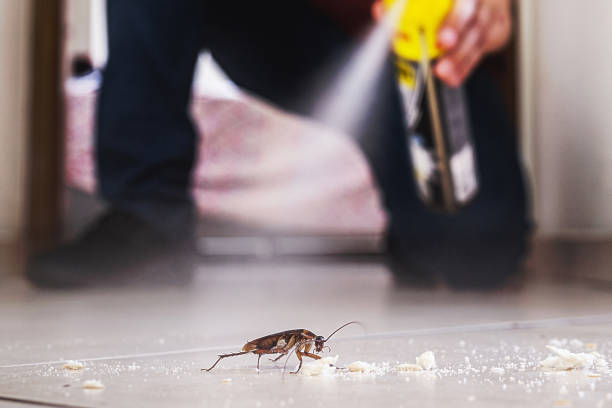 Best Termite Control Services  in Derby, CO