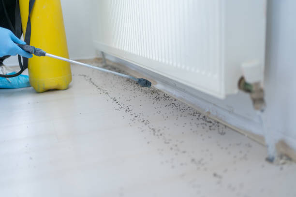Best Mosquito Control Services  in Derby, CO